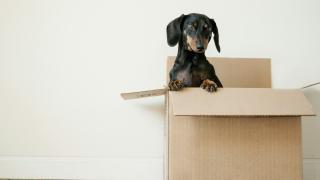 How to deliver learnr tutorials in a package