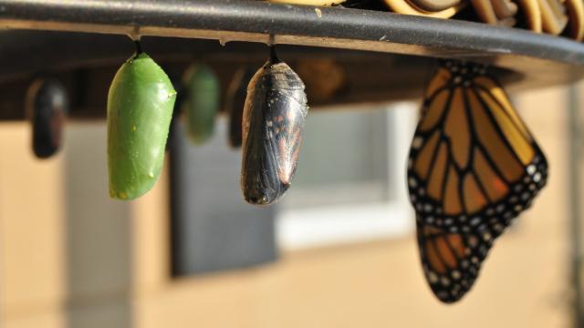 lifecycle 1.0.0